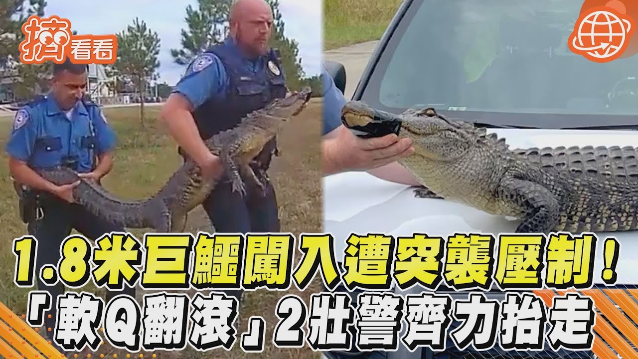 影音/1.8米巨鱷闖入遭突襲壓制!「軟Q翻滾」2壯警齊力抬走