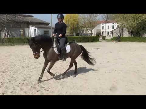 Gelding New Forest For sale 2012 Bay