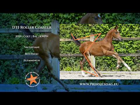 VD33 Veterinaire video - Roller Coaster (Valdiviani x Rousseau)