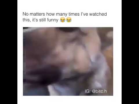 Funny dog