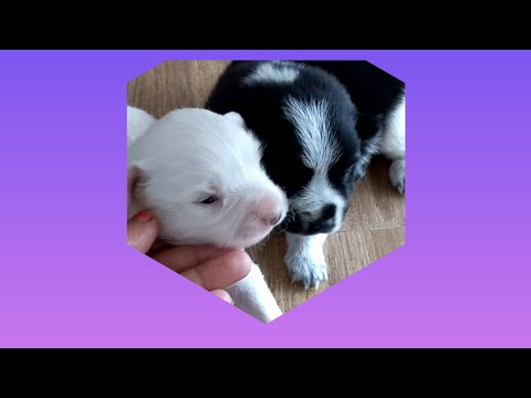 puppies eat solid food for 1st time🤩🤩#shorts