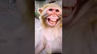 Download lagu Funny Monkey Shorts | Monkey Smile WhatsApp status shorts | bandar Ki hasi #monkey mp3 Download lagu Funny Monkey Shorts | Monkey Smile WhatsApp status shorts | bandar Ki hasi #monkey mp3