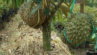 Download lagu How to care for durian so that the durian plant bears fruit quickly mp3 Download lagu How to care for durian so that the durian plant bears fruit quickly mp3