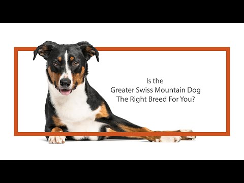 Greater Swiss Mountain Dog