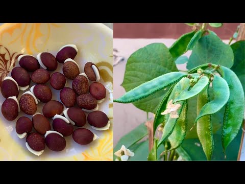 How To Grow Hyacinth Beans(Sem) At Home Garden / Using My Secret Fertilizer /Complete Information