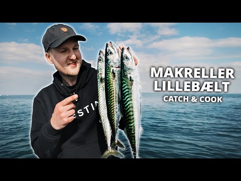 Makrelfiskeri fra båd i Lillebælt