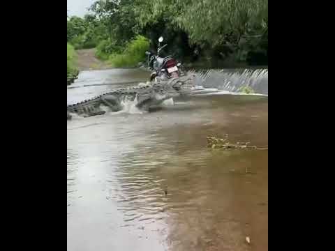 Massive crocodile crossing the Madhuvanti River in India!