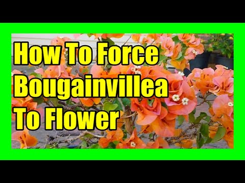 , title : 'How to Keep Bougainvillea Flowering More:  Bougainvillea Not Blooming, Follow Bougainvillea  Tips