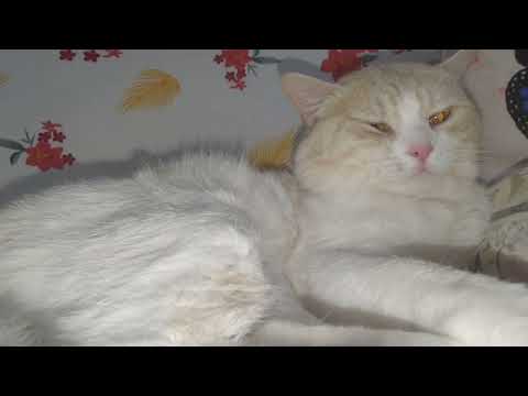 MY CAT CATCH COLD #jasper #cat #beautifulcat