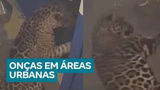 Aparições de onças em áreas urbanas acendem alerta sobre avanço das cidades