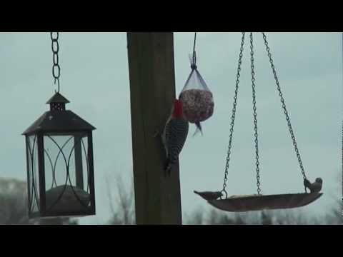 Red Bellied Woodpecker at my back feeder Feb.12 2013