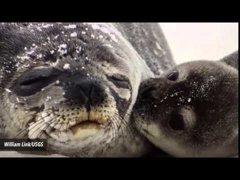 Photo Of Seal Pup Kissing Mom Goes Viral