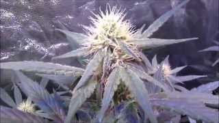Mars Hydro LED grow - Cannabis plants in Vegetation and Flower