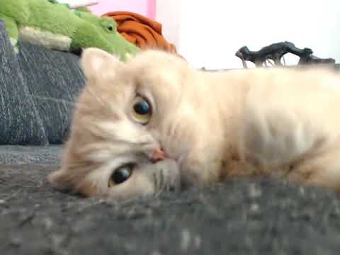 Saki Cat Scottish Fold Crawl