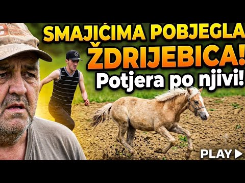 ​Šou kod Smajića: Potjera za odbjeglom ždrijebicom po livadi!
