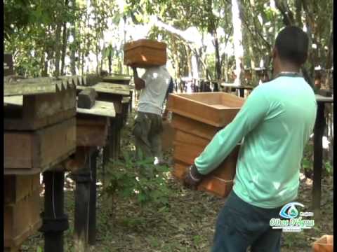 Cadeia produtiva do mel de abelhas sem ferrão da amazônia é incentivada em Alta Floresta