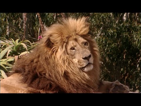 The Tribe - Season 5 - Episode 22