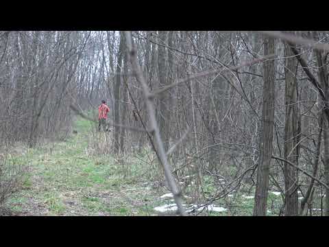 A moment of wild boar driven hunt,Moment de battue aux sangliers ,schwarzwild drückjagd Moment