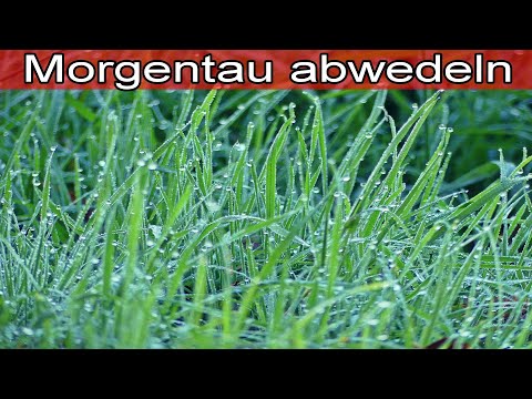 Rasenpflege Tipp – Morgentau vom Rasen abwedeln – Tau vom Rasen bürsten - Anleitung