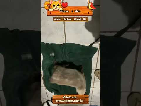 Vídeo de Amora e Milo