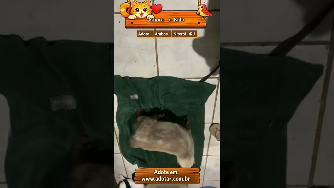 Gato raça SRD-ViraLata idade 2 a 6 meses nome Amora e Milo