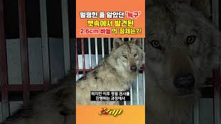 [세가지 뉴스] 무사귀환인 줄 알았던 '늑구' 뱃속에서 발견된 이것의 정체는?! #shorts