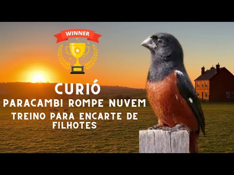 Canto curió Paracambi rompe nuvem treino para encarte de filhotes!