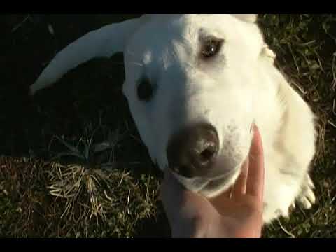 Princess Leias Mr. Spiced White Cocoa White Male Puppy