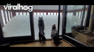 Cat Attempts Snow Pile Jump || ViralHog