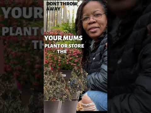 母親は鉢の中で冬を越せます| 🪴🥶☃️