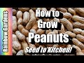 How to Grow Peanuts, Seed to Kitchen! Planting, Problems, Cooking, More!