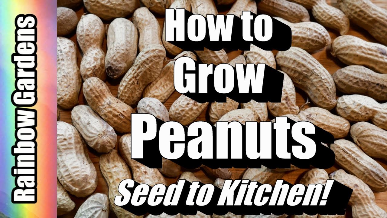 How to Grow Peanuts, Seed to Kitchen! Planting, Problems, Cooking, More!