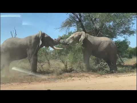 Elephants battle it out in KNP