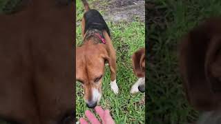 Video preview image #1 Beagle Puppy For Sale in Dunnellon, FL, USA