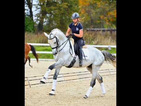 CODE [123] SOLD/VENDIDO - STUNNING 68% PSG DRESSAGE KWPN STALLION + PASSAGE + PIAFFE FOR SALE