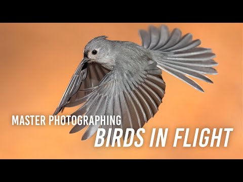 Master Photographing Birds in Flight