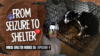 Horse Shelter Heroes S5E9 - From Seizure to Shelter!