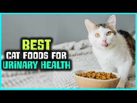 Top 6 Best Cat Foods for Urinary Health Review in 2022 -  on the Market Today