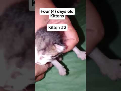 the three little kittens 4 days old na #cat #mentionedyou