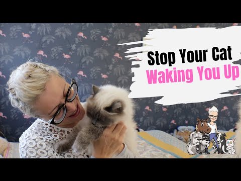 Episode 14: How To Stop Your Cat Waking You Up