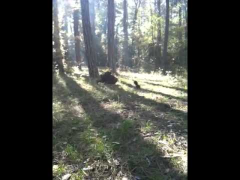 Много сладка катеричка