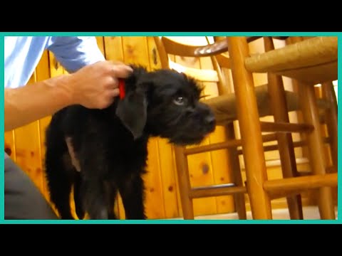 How To Stop Your Puppy From Chewing On Furniture | Lucky Dog