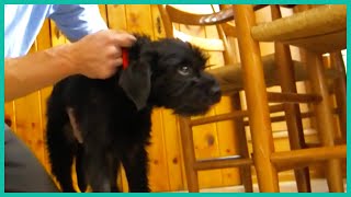 How To Stop Your Puppy From Chewing On Furniture | Lucky Dog