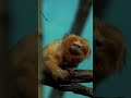 Golden Lion Tamarin - Golden Marmoset scratching #marmoset #golden #tamarin #nature #wild HA77177