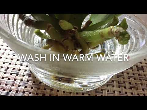 Rescuing Overwatered Orchid