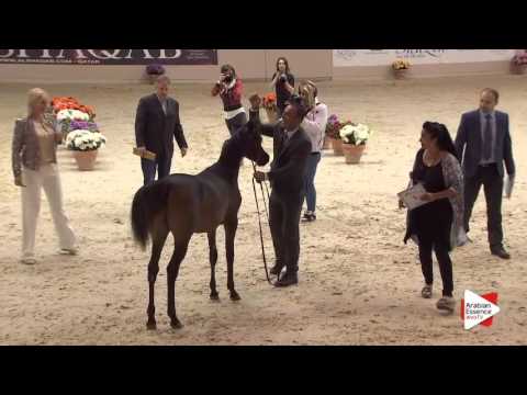 N.1 HAFFATI REGALIS - Milan 2016 - Yearling Fillies (Class 1A)