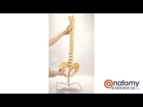 Budget Vertebral Column Anatomy Model With Stand by AnatomyWarehouse.com