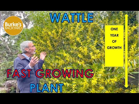 Wattle -A Fast Growing Plant