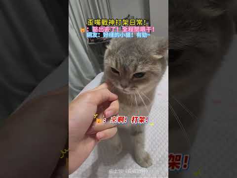 歪嘴戰神打架日常💥！🐱：豁出去了🐮！全程閉眼干💥！網友：好樣的小貓！有勁👍~ #cat #funny #shorts #funnyshorts #cute