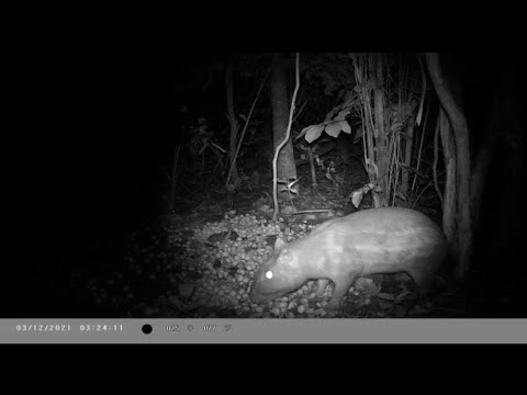 a bicharada apareceu com fome na ceva de pitomba ( cutia , capivara , paca )